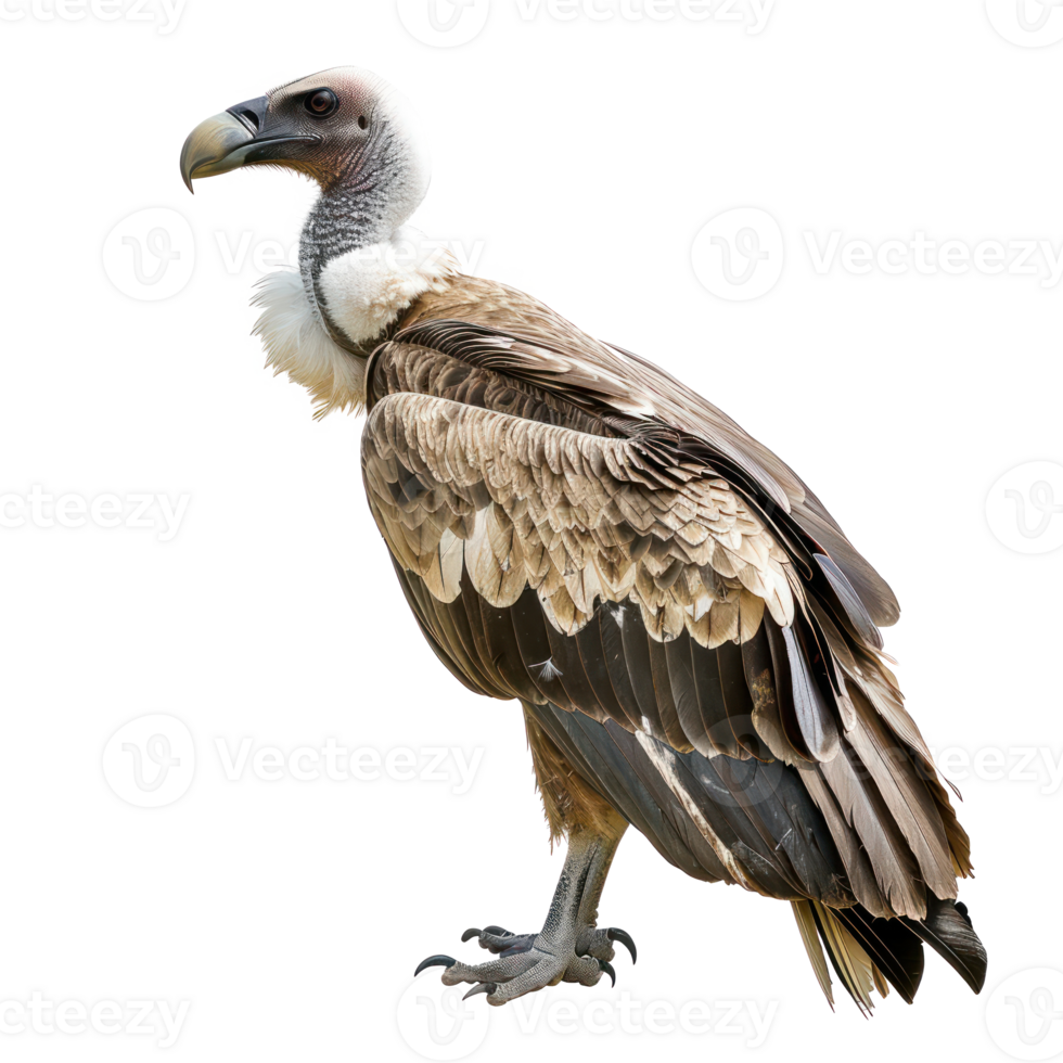 Vulture side view full body isolate on transparency background png