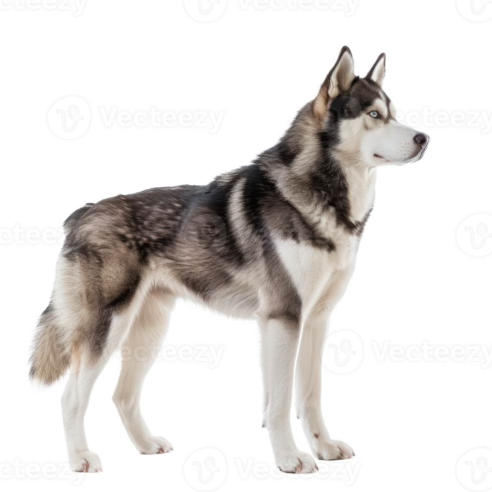 Huskies side view full body isolate on transparency background png