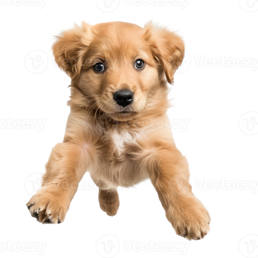 floating full body puppy isolate on transparency background png
