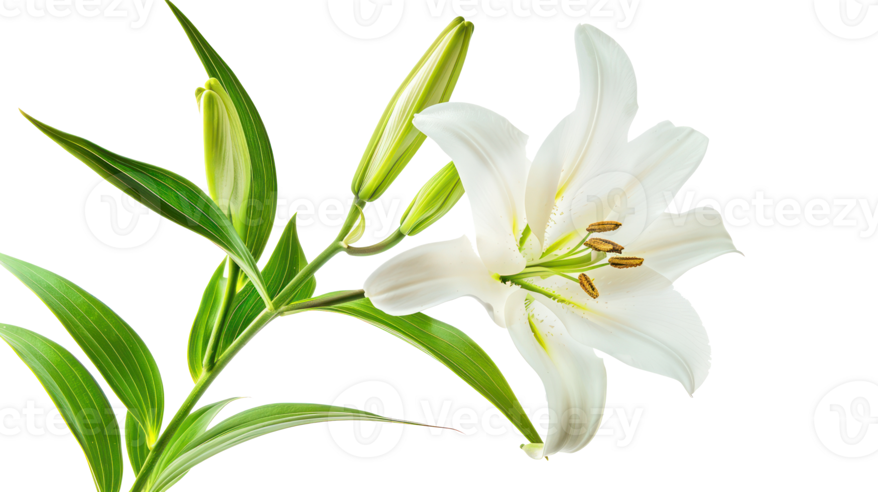 Easter lily branch and flower isolate on transparency background png