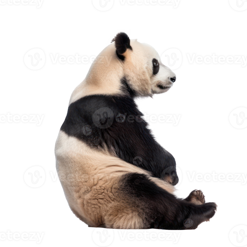 Giant Panda side view full body isolate on transparency background png