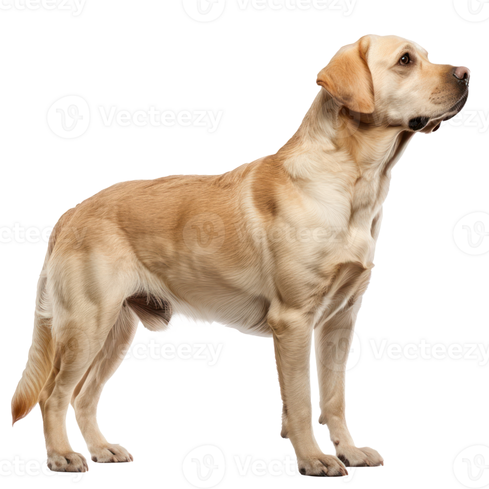Labrador Retrievers side view full body isolate on transparency background png