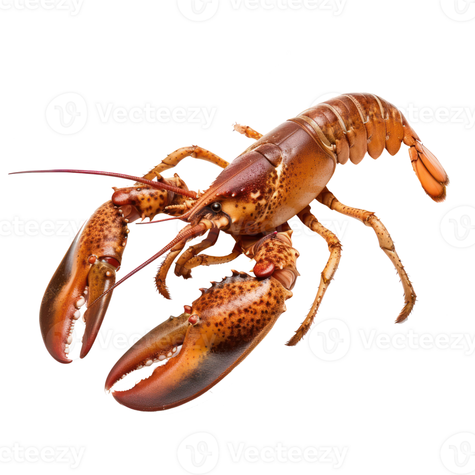 Lobster side view full body isolate on transparency background png