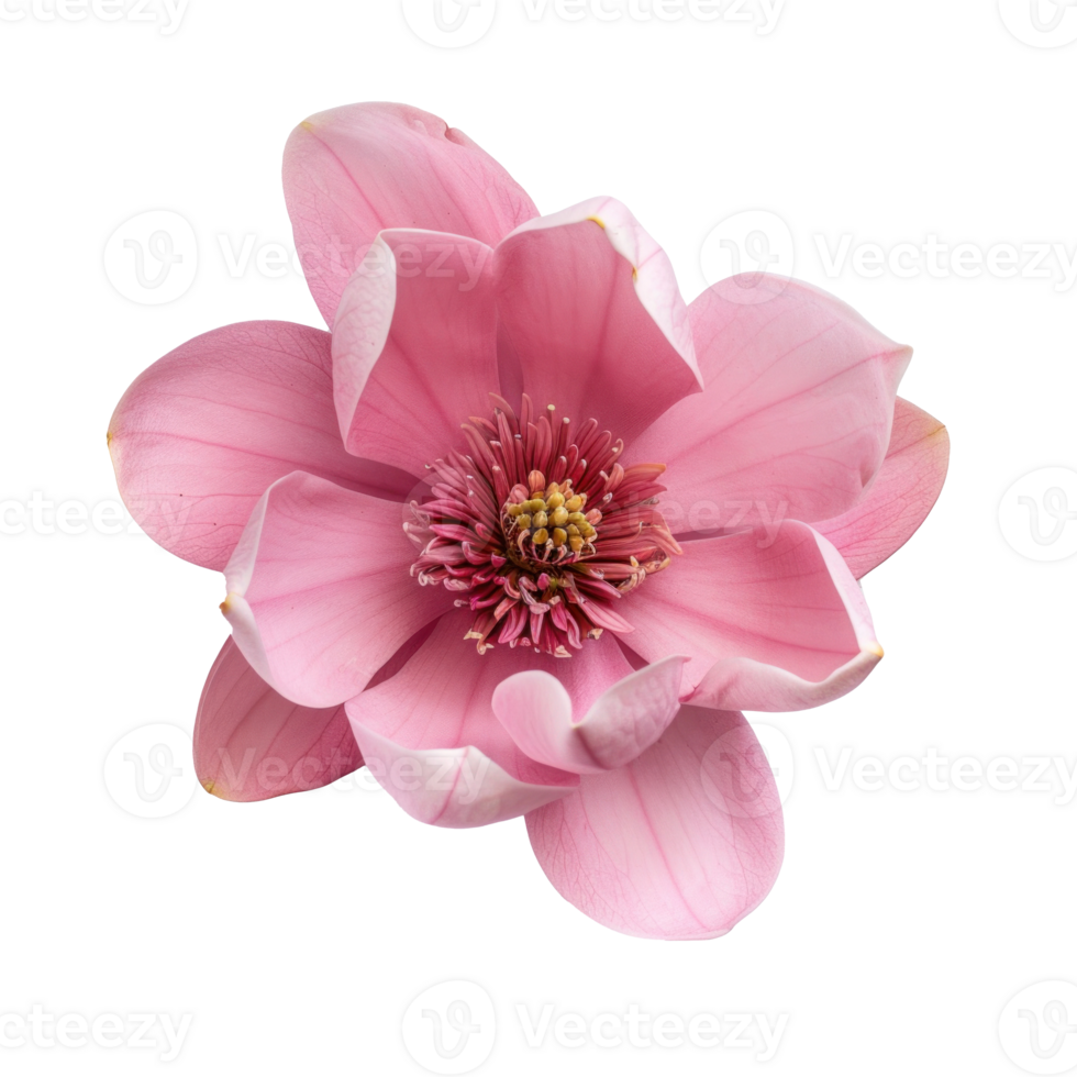Magnolia flower top view full length isolate on transparency background png
