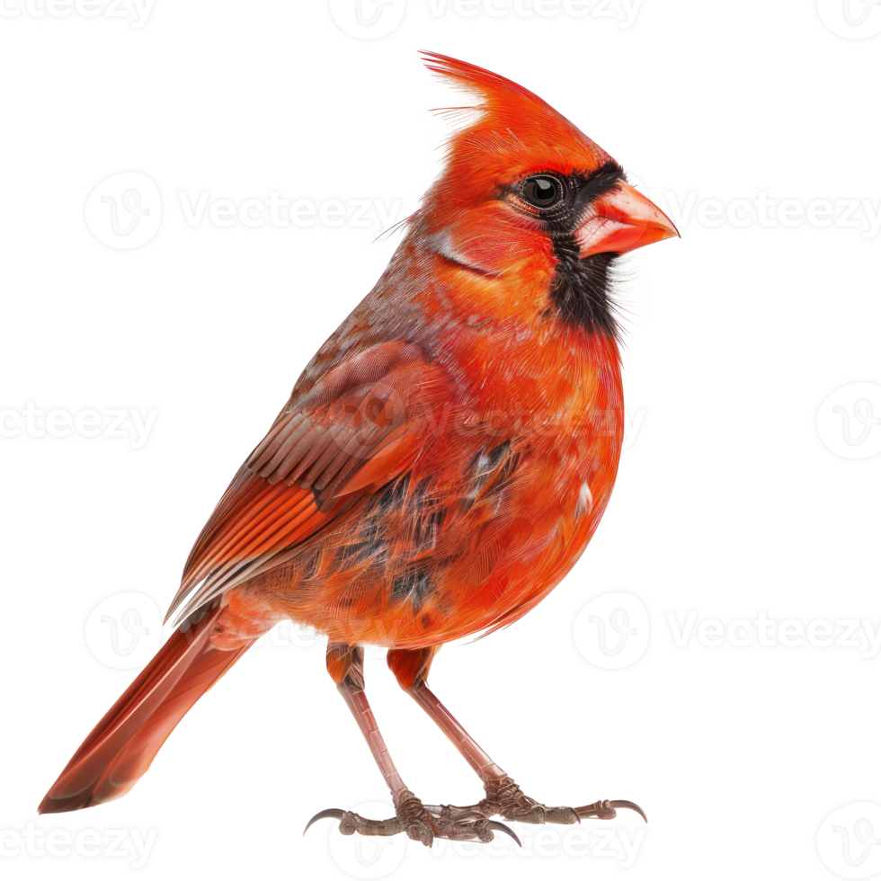 Northern cardinal bird side view full body isolate on transparency background png