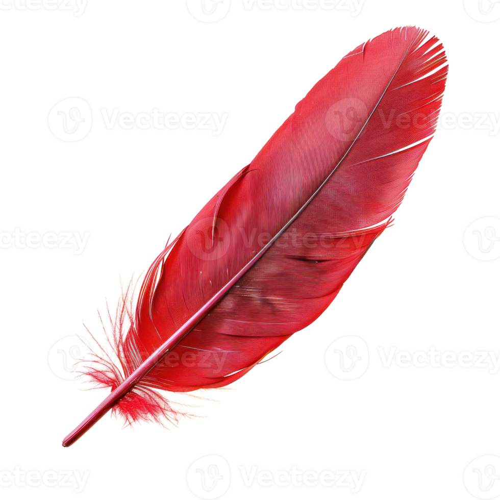 floated red feather isolate on transparency background png