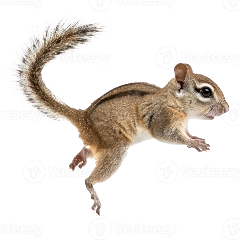 Flying Squirrel side view full body isolate on transparency background png