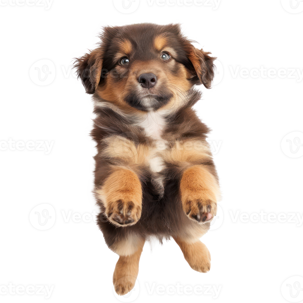 floating full body puppy isolate on transparency background png