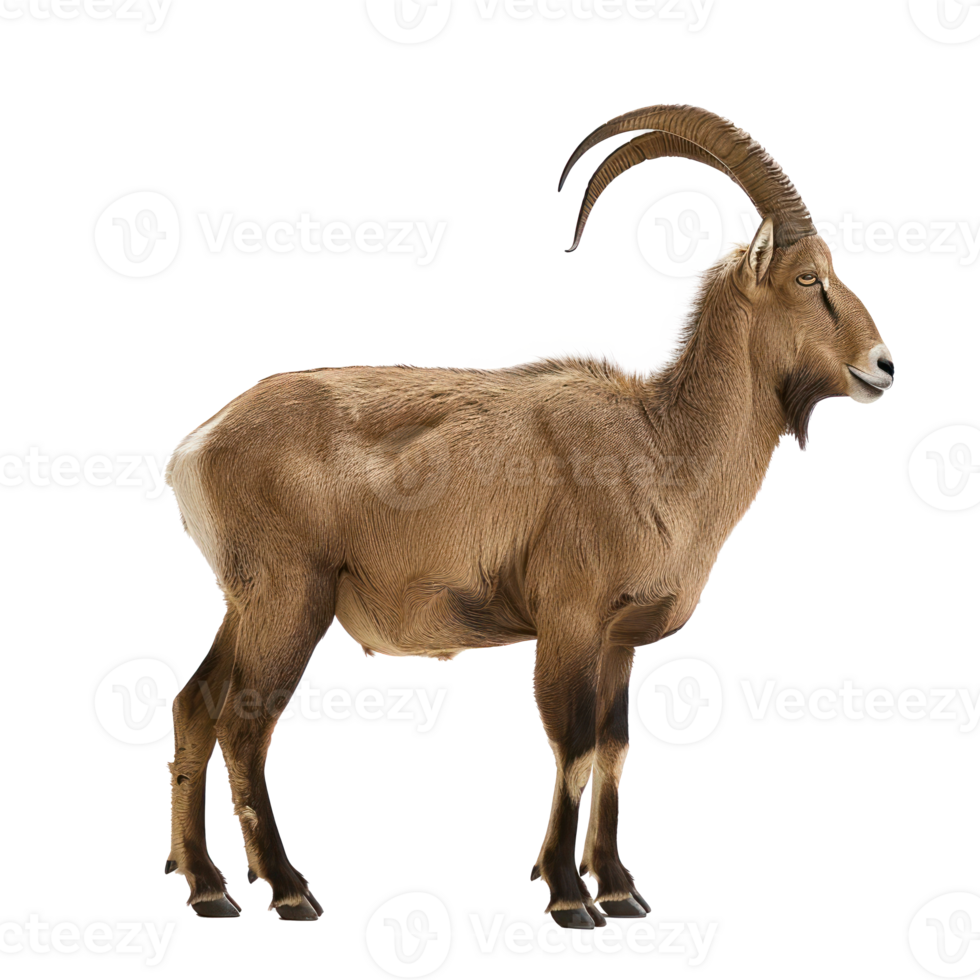 Ibex side view full body isolate on transparency background png