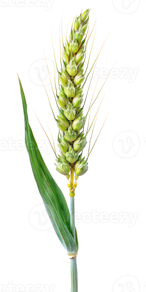 Green wheat ear isolate on transparency background png
