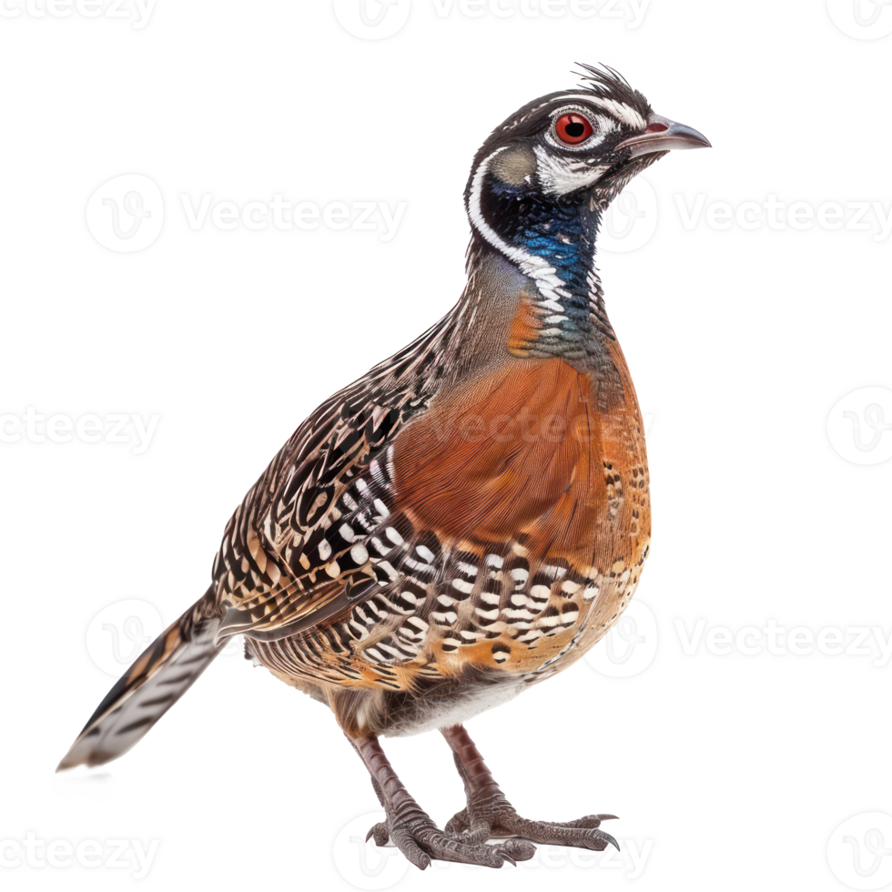 Quail front view full body isolate on transparency background png