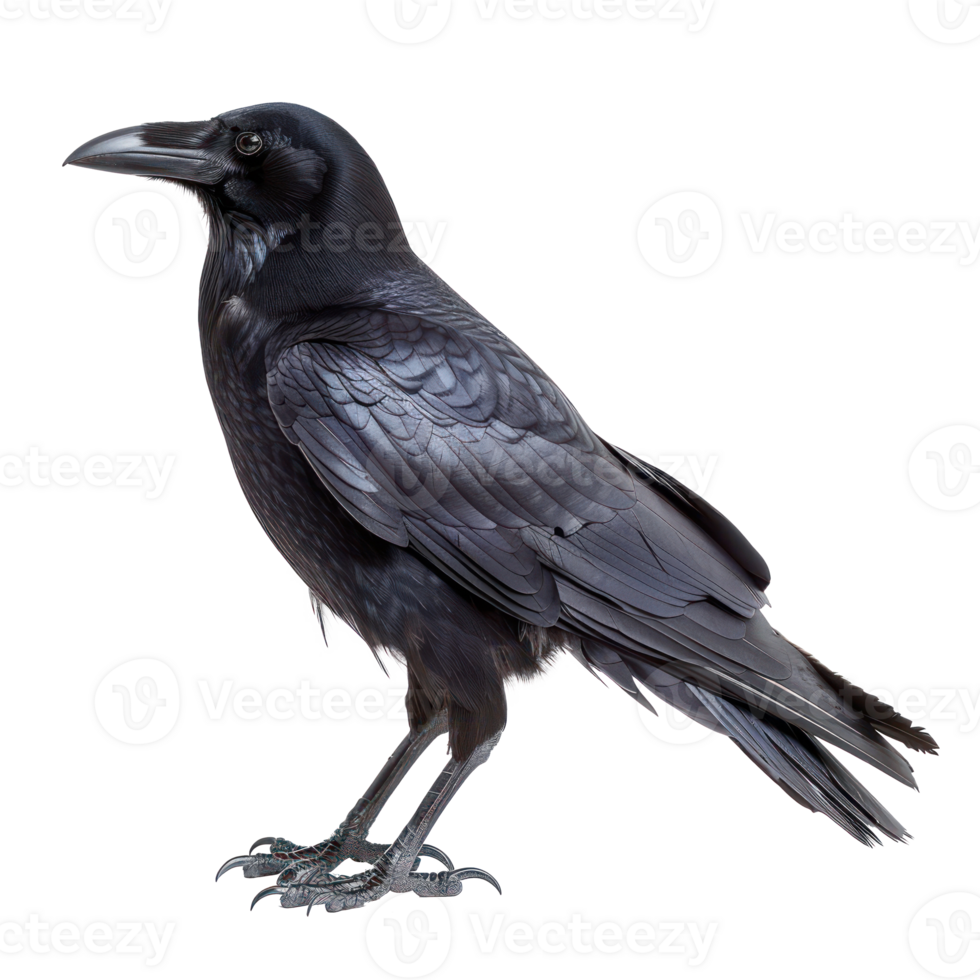 Crow side view full body isolate on transparency background png