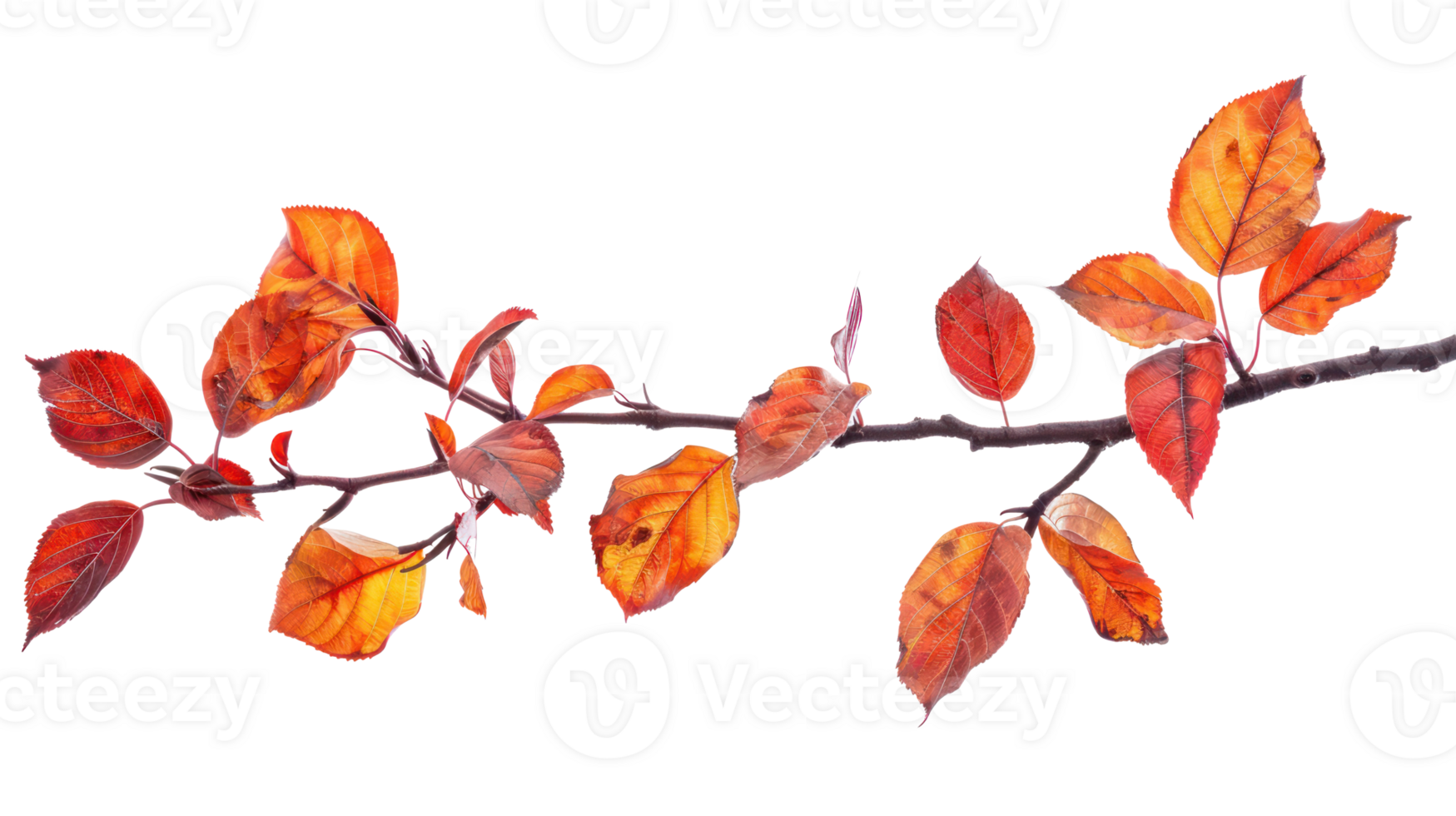 Autumn branch and leaves isolate on transparency background png