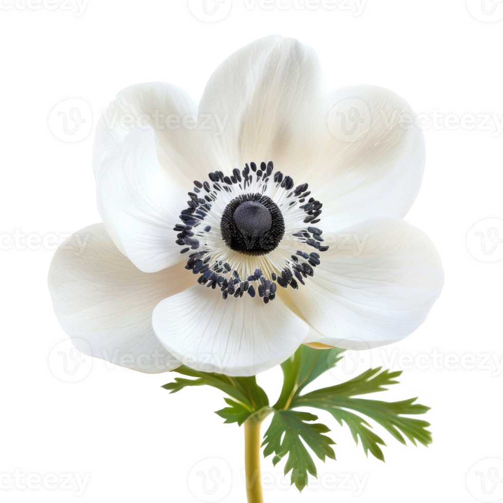 Anemone flower isolate on transparency background png