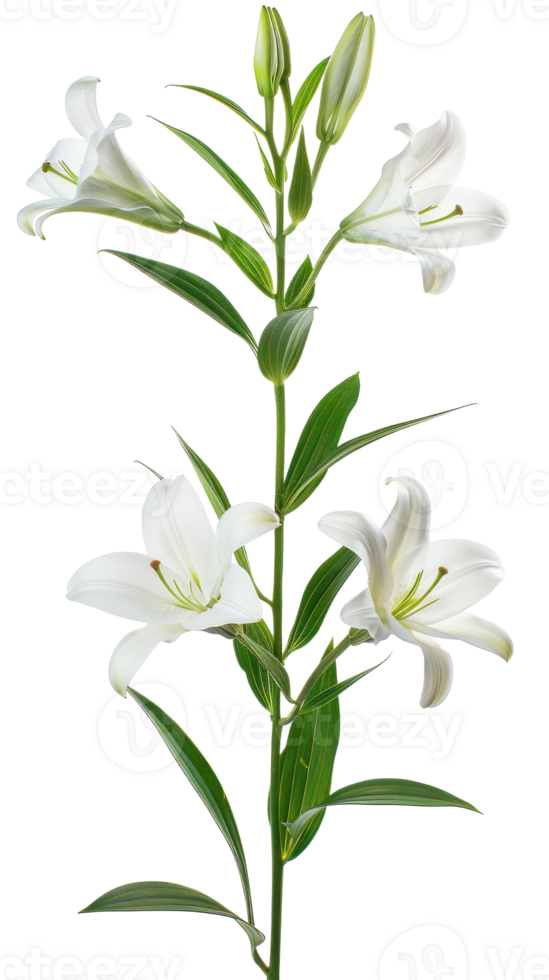 Easter lily branch and flower isolate on transparency background png