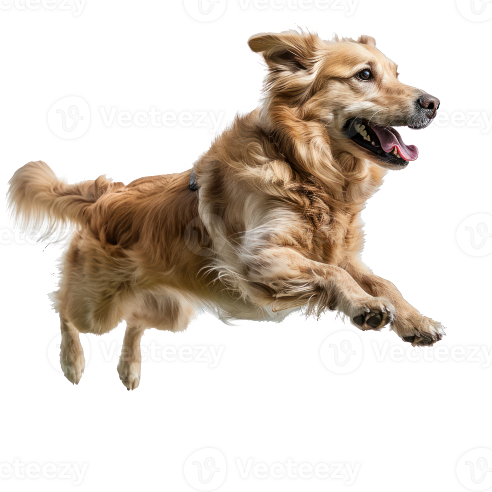 floating full body dog isolate on transparency background png