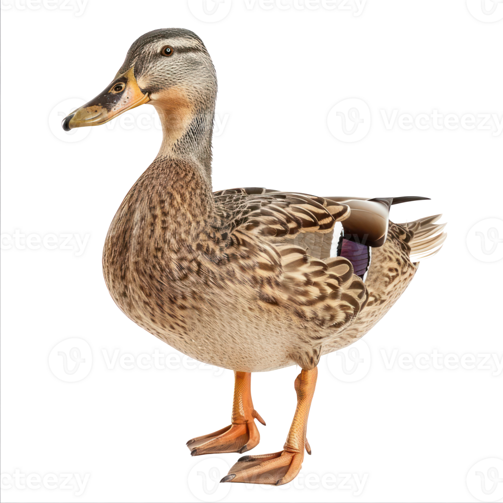 Duck side view full body isolate on transparency background png