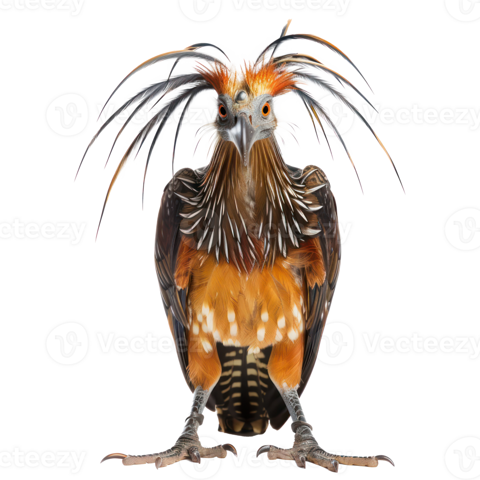 Hoatzin bird front view full body isolate on transparency background png