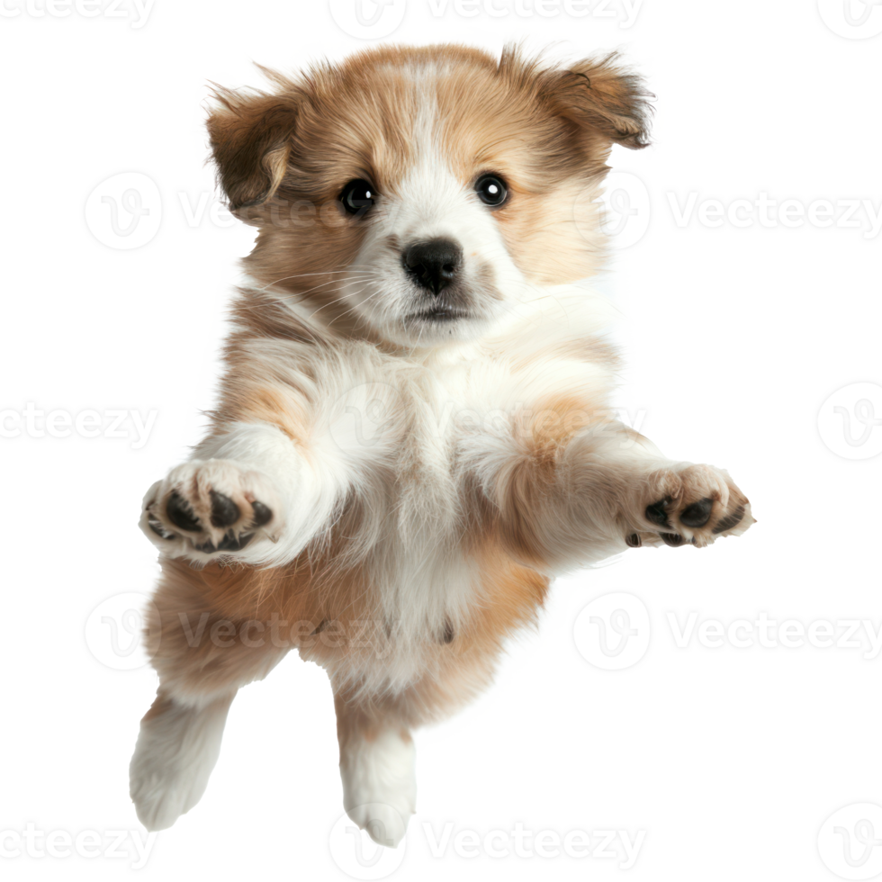 floating full body puppy isolate on transparency background png