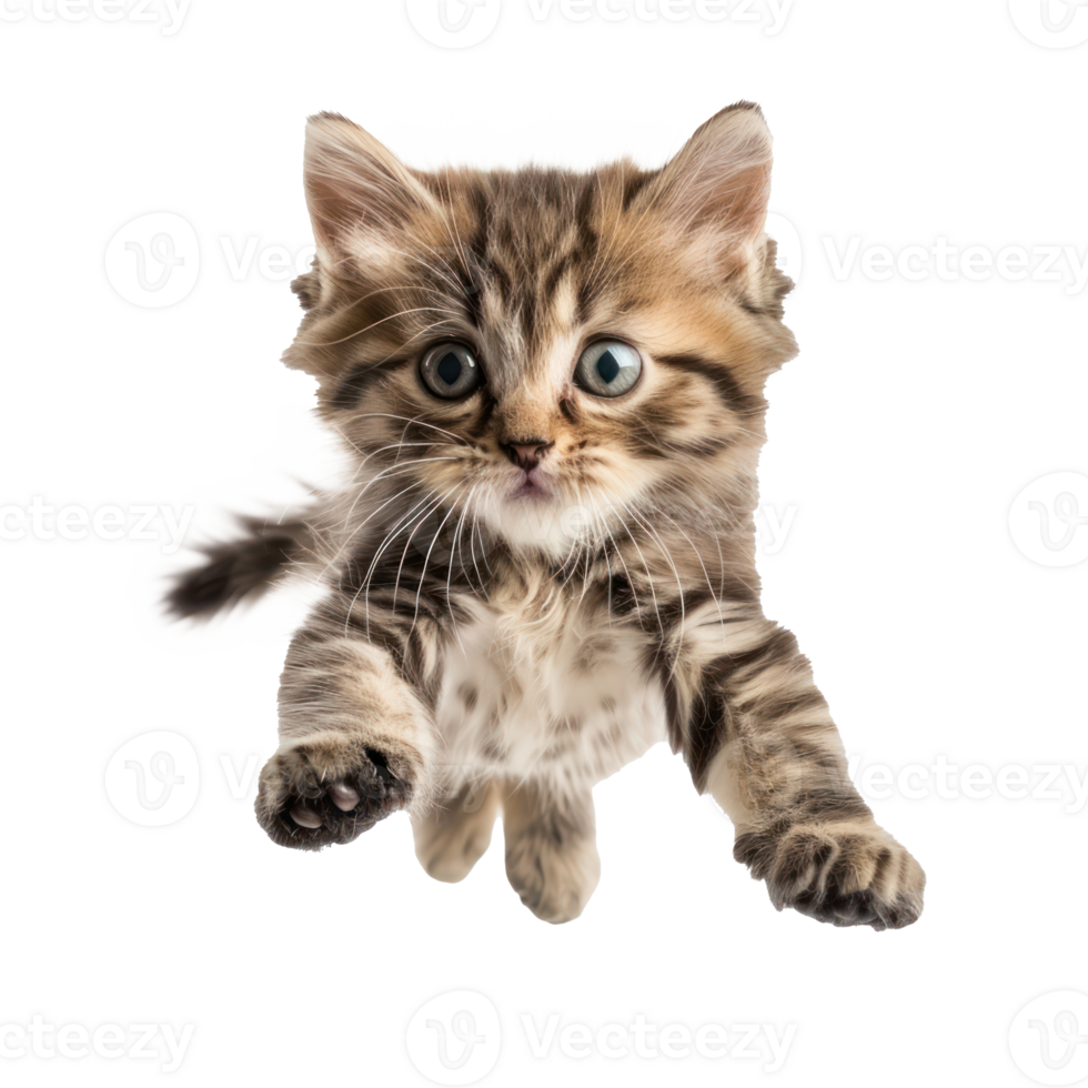floating full body kitten isolate on transparency background png