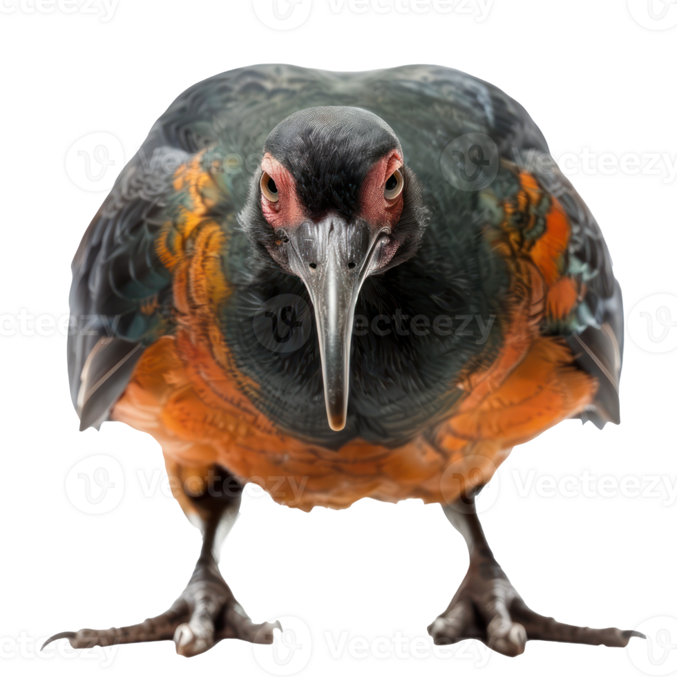 Megapode bird front view full body isolate on transparency background png