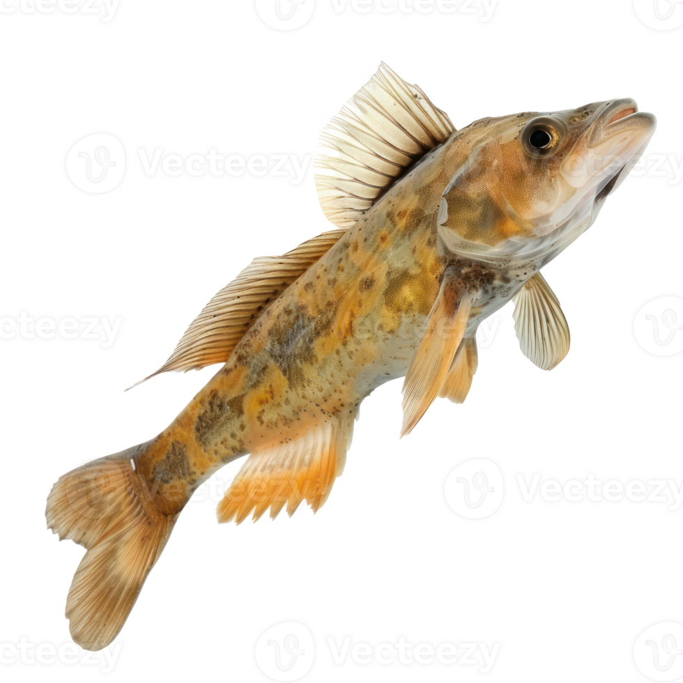Driftfish full body isolate on transparency background png