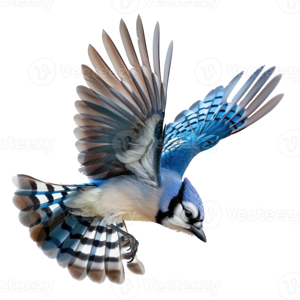 Blue jay bird fly full body isolate on transparency background png