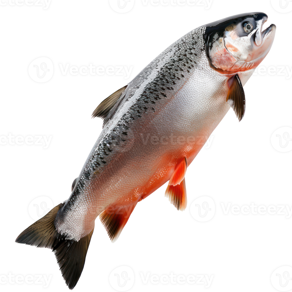 floating raw salmon isolate on transparency background png