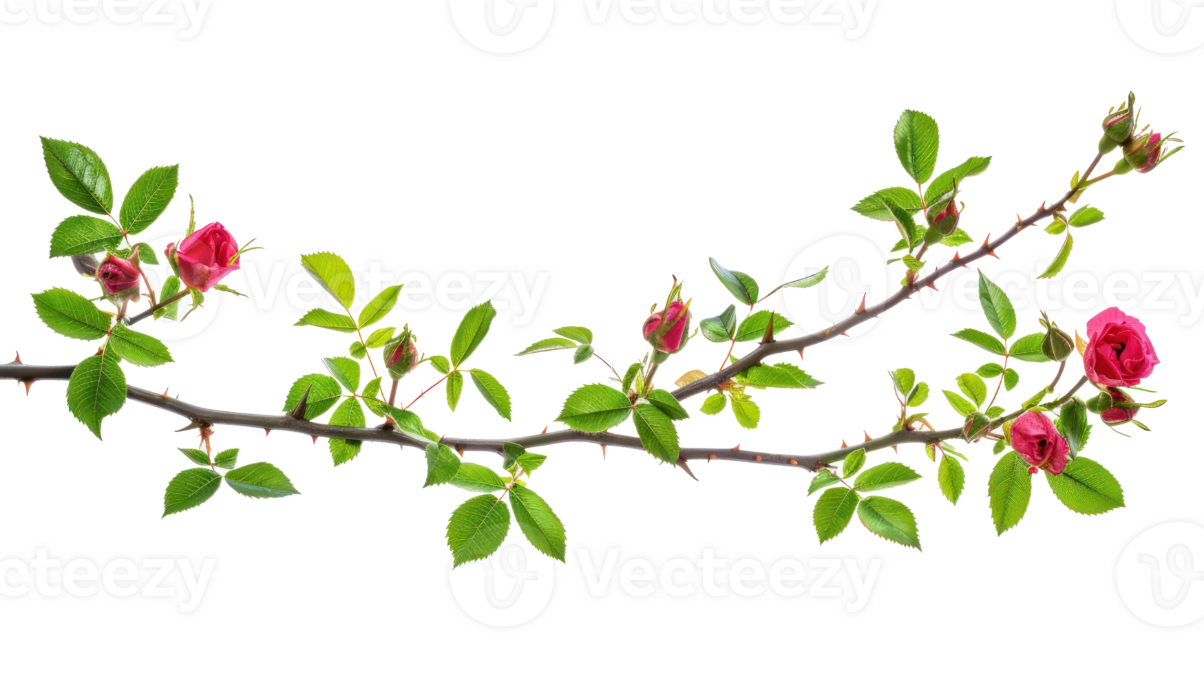 wild rose branch isolate on transparency background png