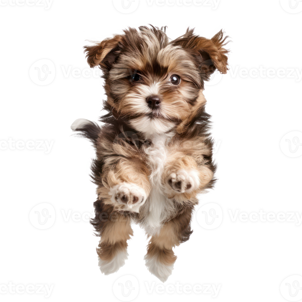 floating full body puppy isolate on transparency background png