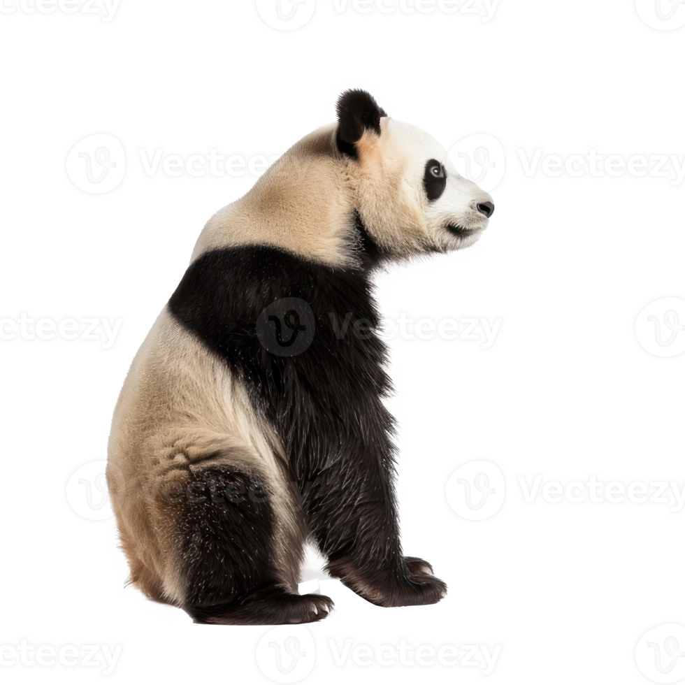 Giant Panda side view full body isolate on transparency background png