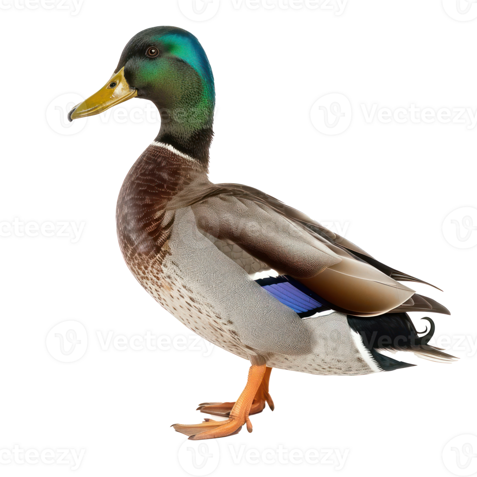 Mallard bird side view full body isolate on transparency background png