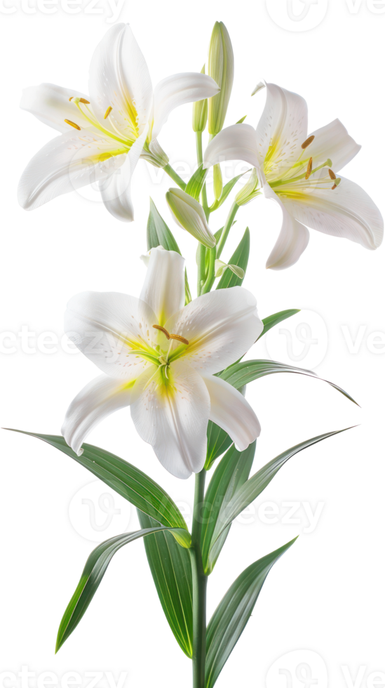 Easter lily branch and flower isolate on transparency background png