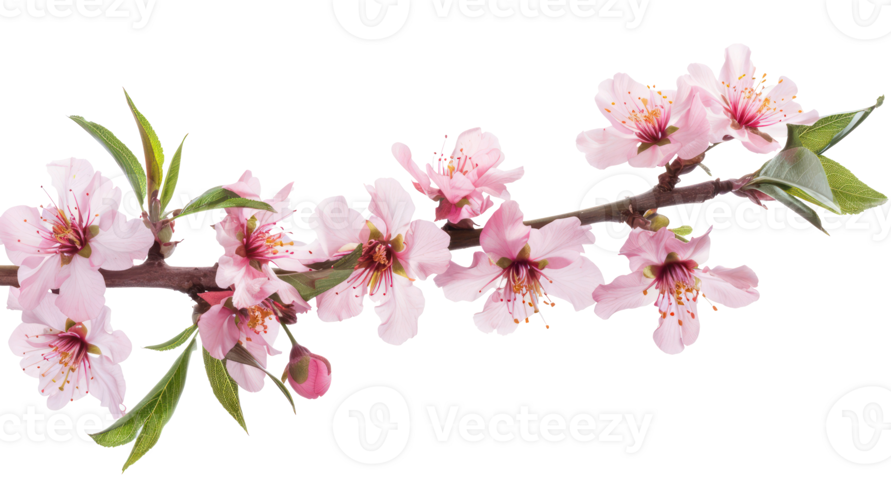 Peach Blossoms branch isolate on transparency background png
