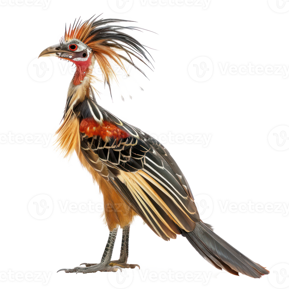 Hoatzin bird side view full body isolate on transparency background png