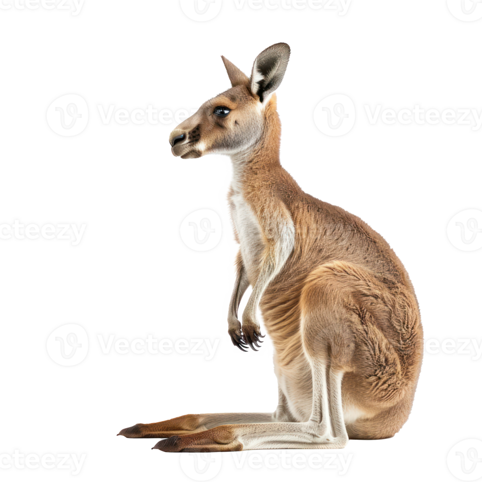 Kangaroo side view full body isolate on transparency background png