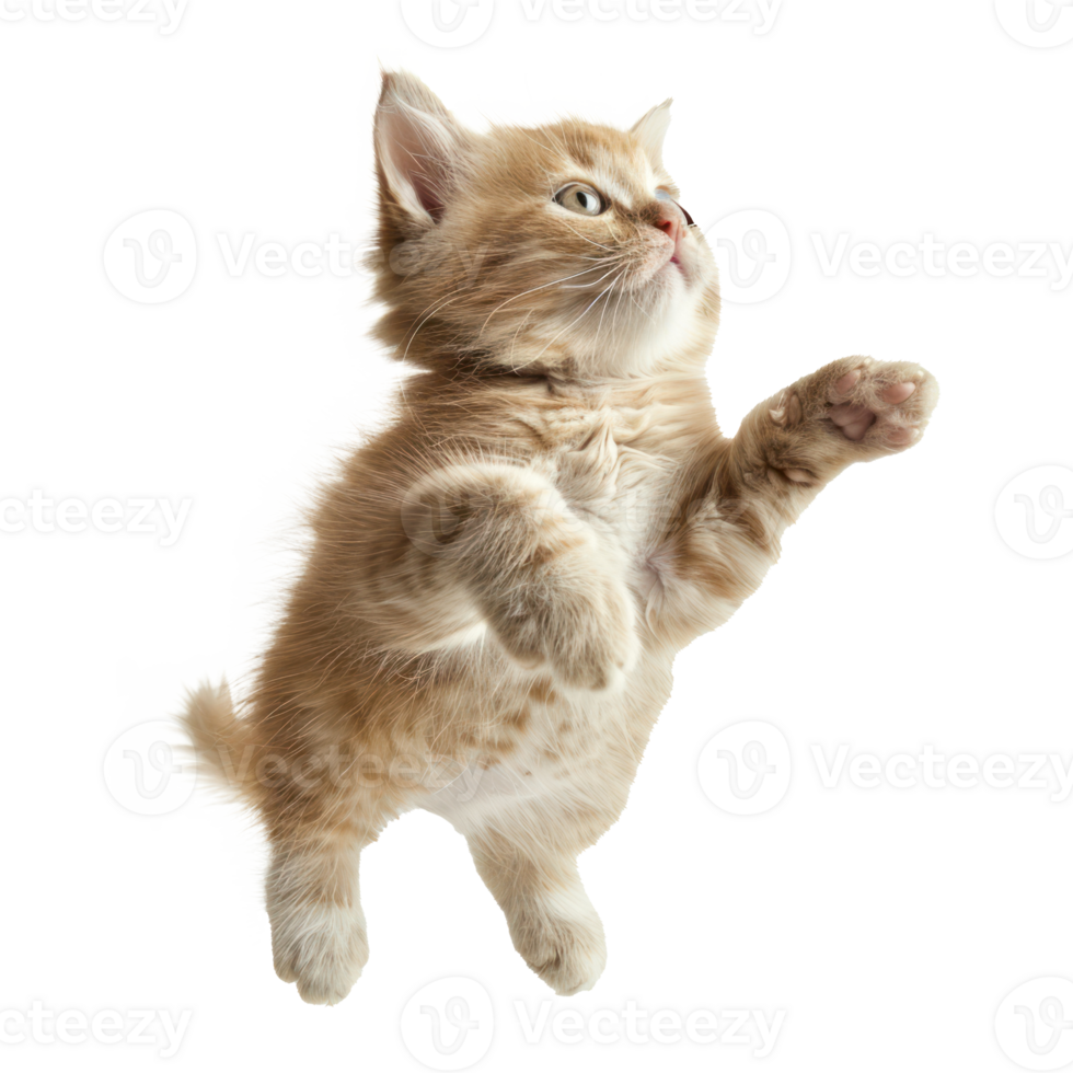 floating full body kitten isolate on transparency background png