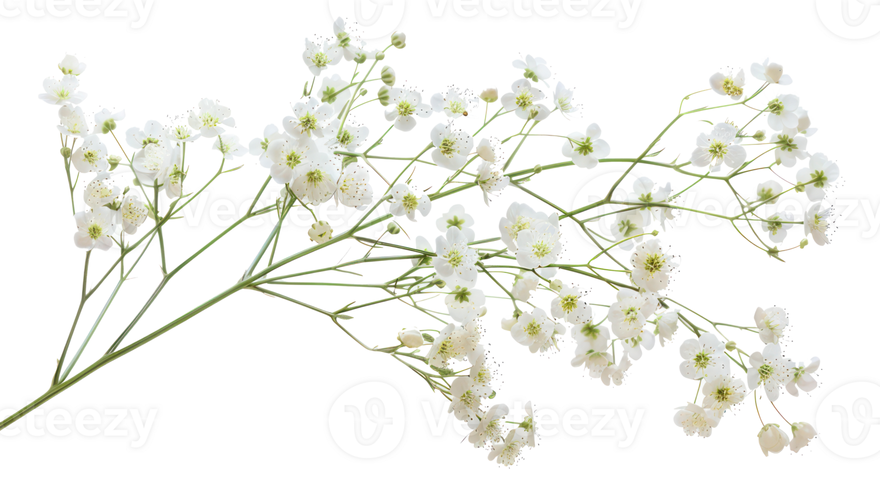 white gypsophila flowers branch isolate on transparency background png