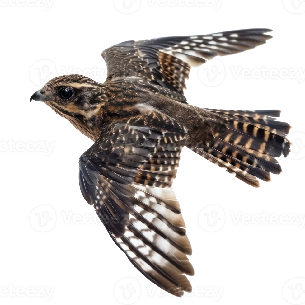 Nightjar bird fly full body isolate on transparency background png