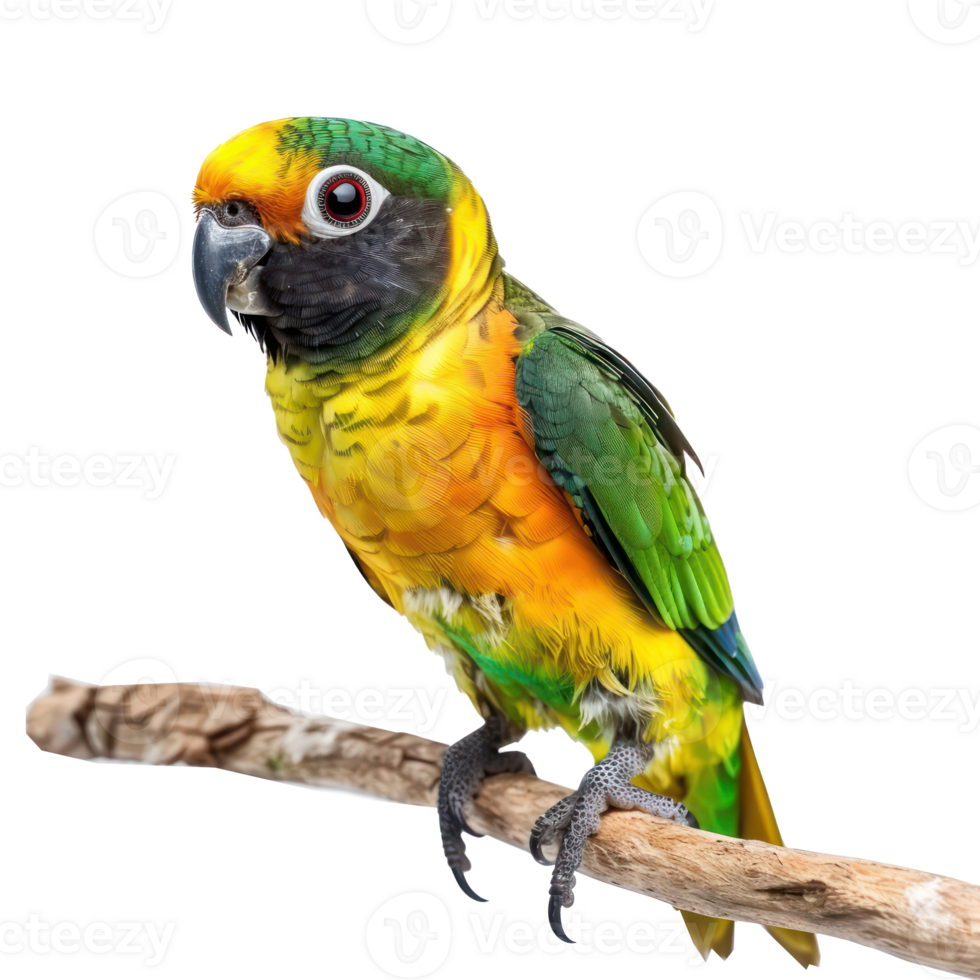Conure bird side view full body isolate on transparency background png