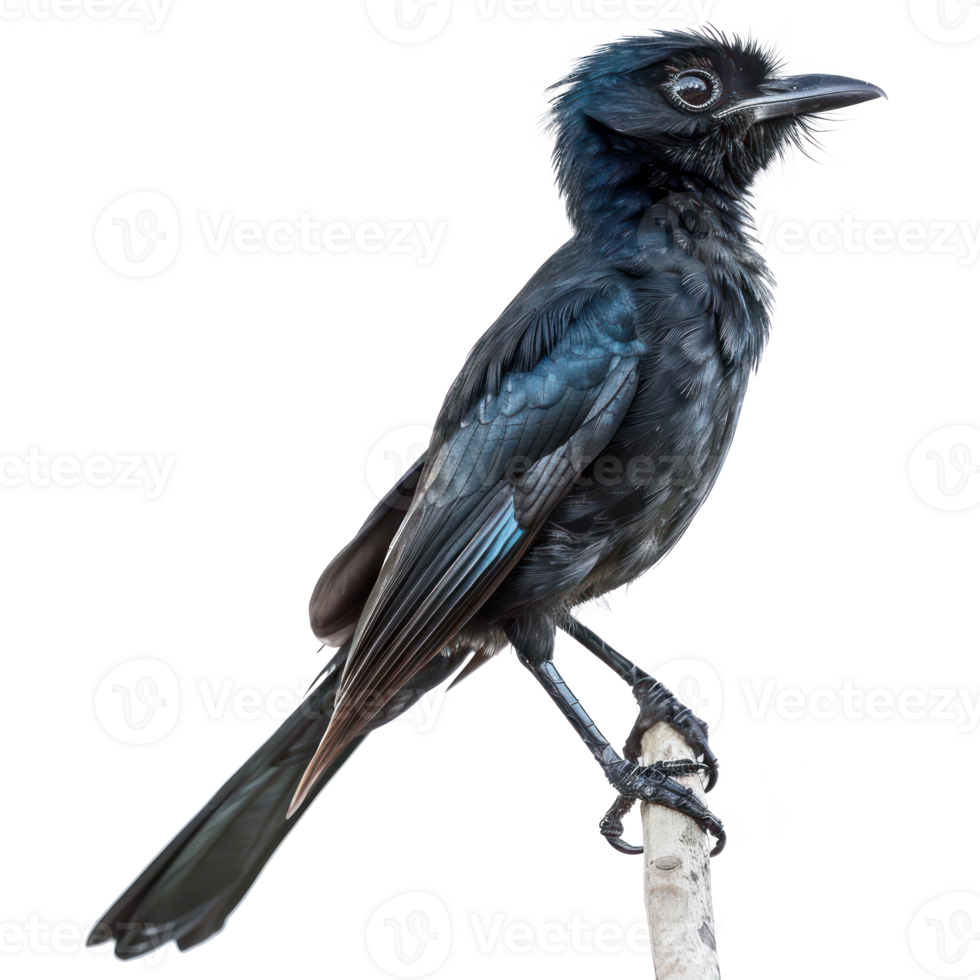 Greater racket or tailed drongo bird side view full body isolate on transparency background png