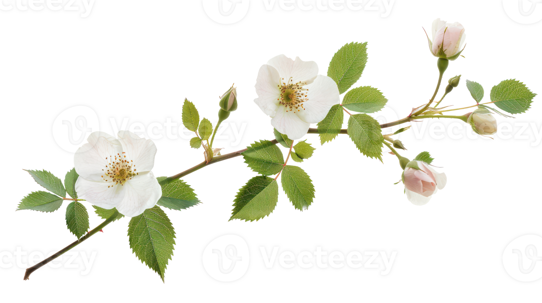 wild rose branch isolate on transparency background png