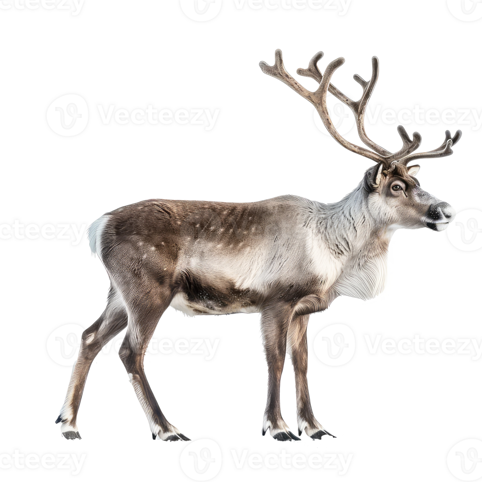 Reindeer side view full body isolate on transparency background png