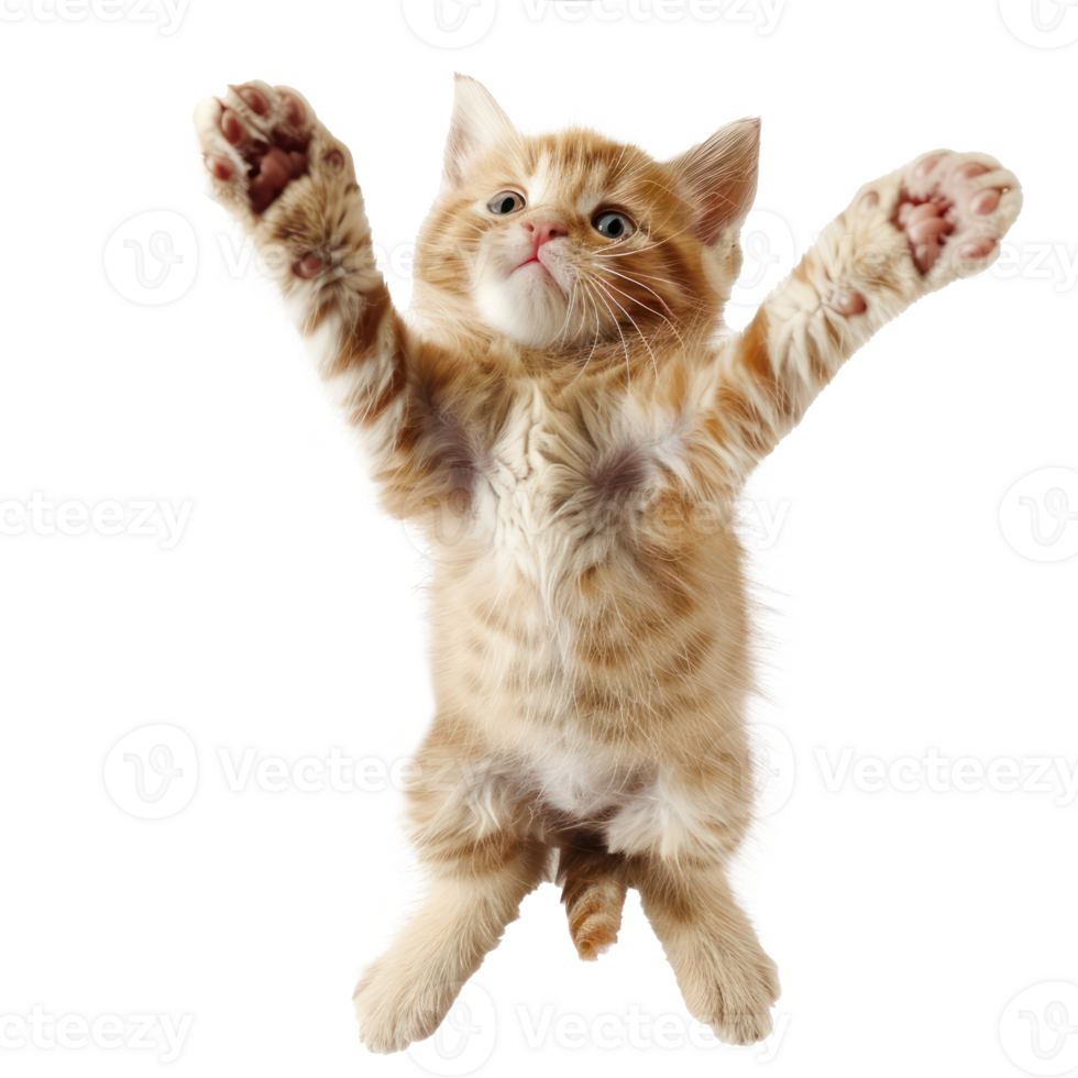 floating full body kitten isolate on transparency background png