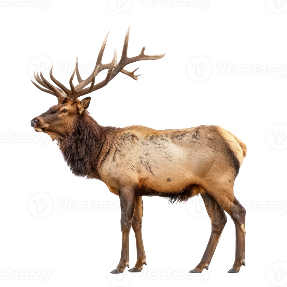 Elk side view full body isolate on transparency background png