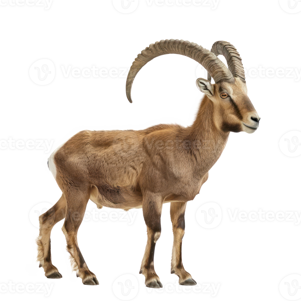 Ibex full body isolate on transparency background png