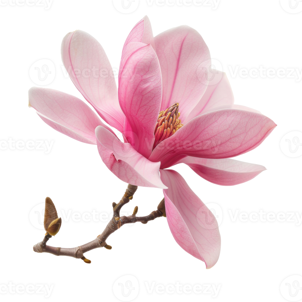 Magnolia flower isolate on transparency background png