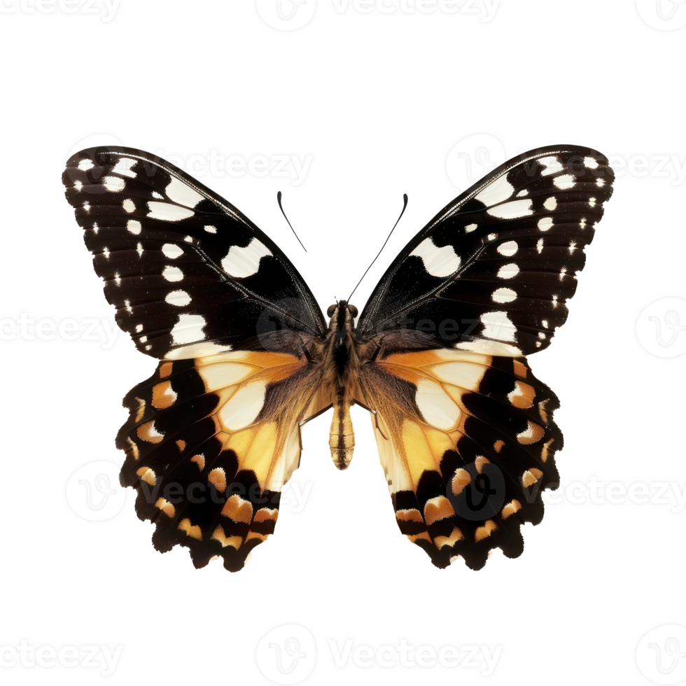 Schmetterling Vorderseite Aussicht voll Körper isolieren auf Transparenz Hintergrund png