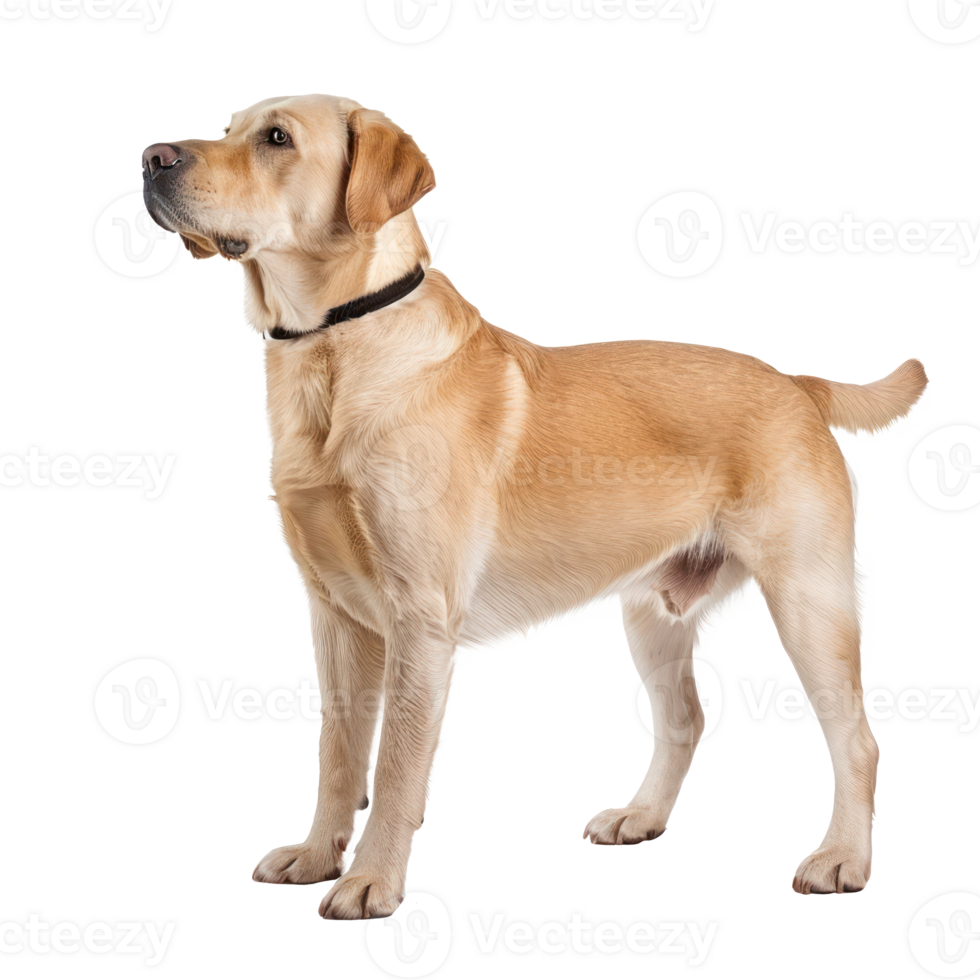 Labrador Retrievers side view full body isolate on transparency background png