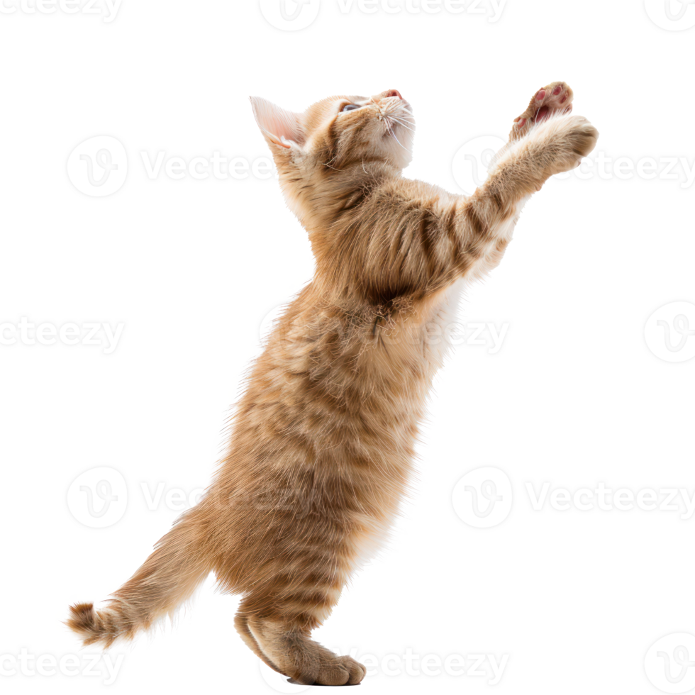 floated cat jumping gesture try to catch something in the air, isolate on transparency background png